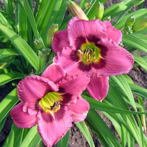 Pink Hemerocallis Flower seeds for Planting - Seasonal Bloomer, Heirloom &amp; GMO Free Seeds for Home Garden, Non-GMO