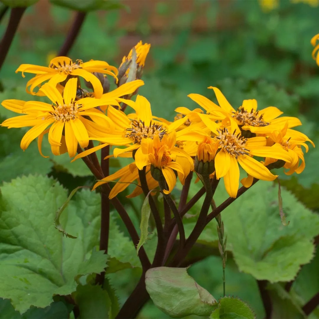 Ligularia Dentata Flower Seeds for Planting – Heirloom, Non-GMO, High Germination Organic Garden Seeds
