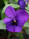 Viola Cornuta Flower Seeds for Planting – Heirloom & Non-GMO Cool Season Blooming Seeds