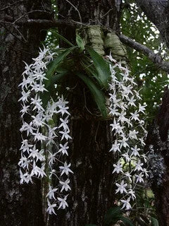 White Orchid Garden Terrace Flower Seeds for Planting – Heirloom Non-GMO, High Germination Organic Garden Seeds