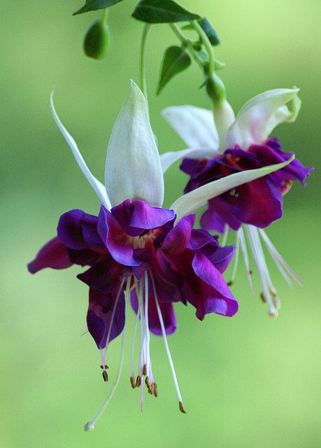 Purple White Fuchsia Flower Seeds for Planting – Heirloom, Non-GMO, High Germination Organic Garden Seeds