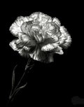 Gray Carnation Flower Seeds for Planting – Heirloom, Non-GMO, High Germination Garden Seeds