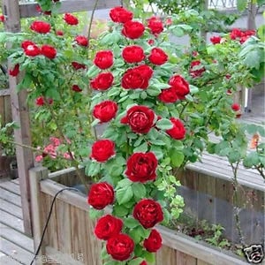 Red Climbing Rose Flower Seeds for Planting – Vibrant Colors, Heirloom &amp; Non-GMO Seeds for Home Garden