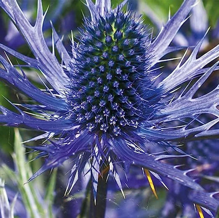 Blue Eryngo (Flat Sea Holly) Flower Seeds – Heirloom Non-GMO, Shade Tolerant for Home Garden