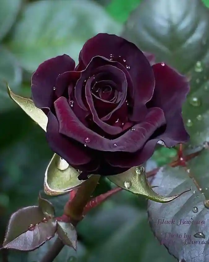 Maroon Red Rose Flower Seeds for Planting – Heirloom Non-GMO Seeds for High Germination Organic Garden
