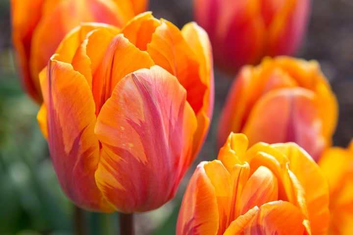Orange Tulip Flower Seeds for Planting – Heirloom Non-GMO, High Germination Organic Garden Seeds