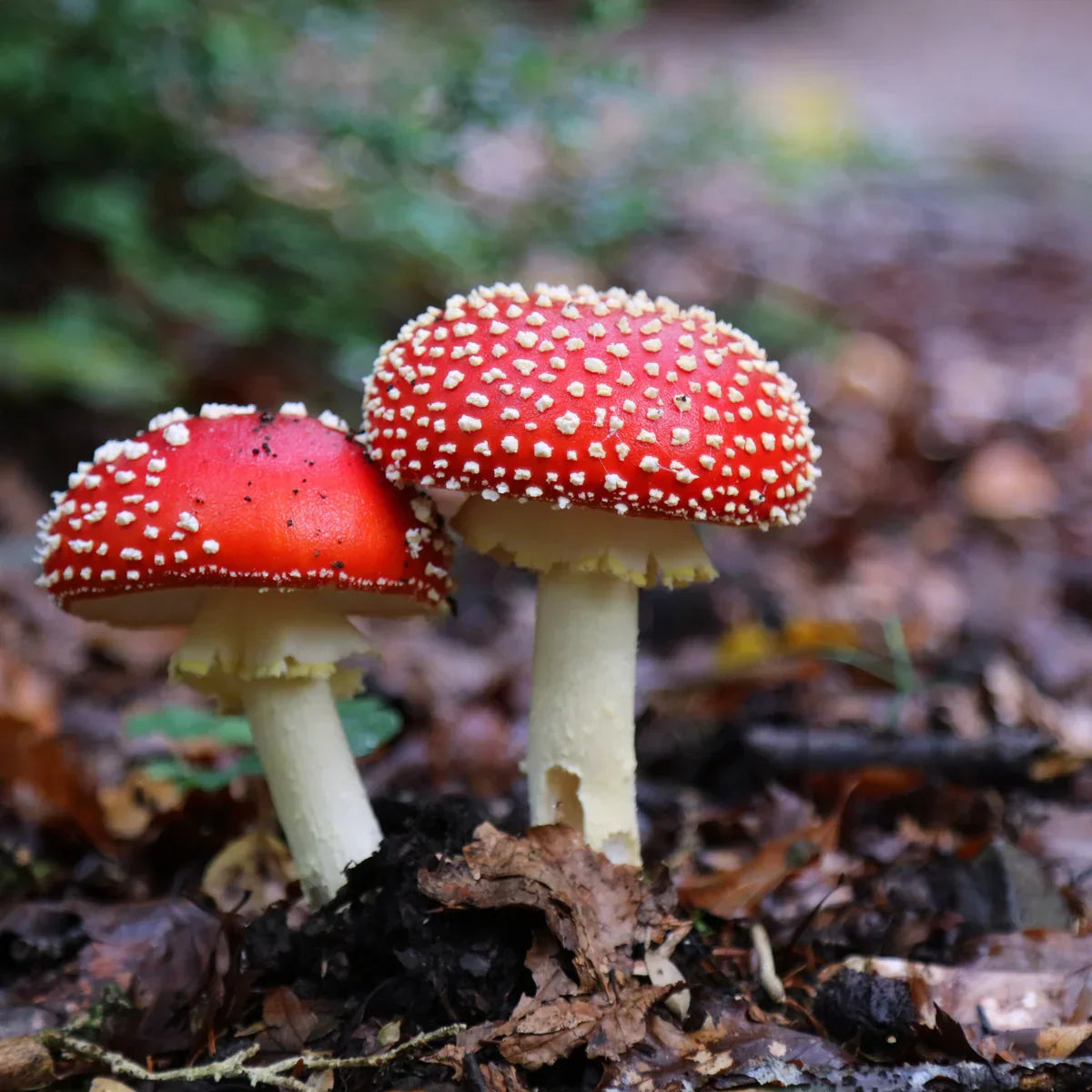 Red and White Edible Mushroom Seeds for Planting – Heirloom Non-GMO Gourmet Fungi Organic Garden Seeds, High Germination