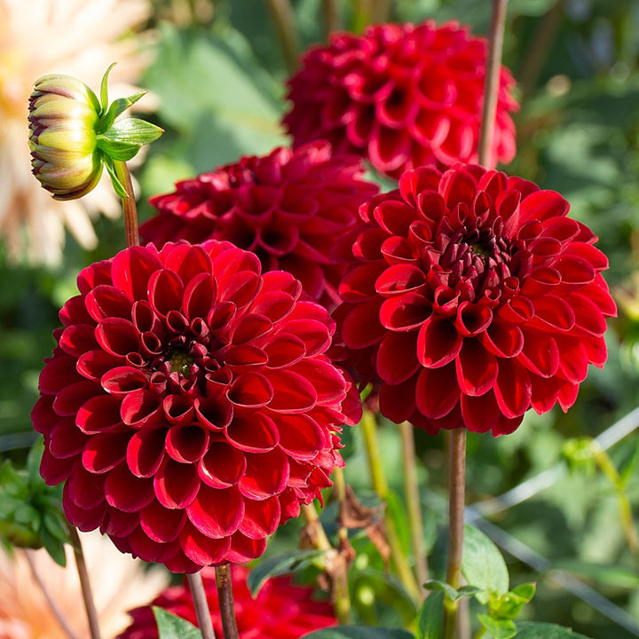 Light Red Dahlia Flower Seeds for Planting – Heirloom, Non-GMO, High Germination Organic Garden Seeds