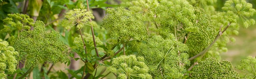 Angelica Herb Seeds for Planting – Heirloom, Non-GMO, Organic Medicinal Garden Seeds with High Germination