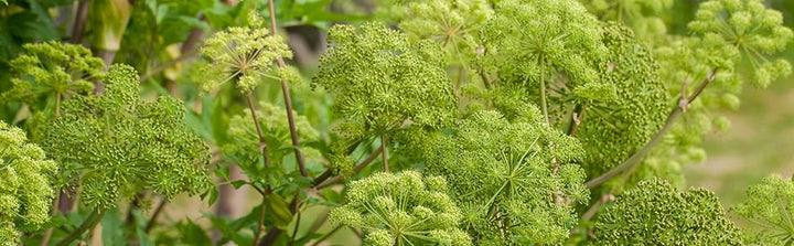 Angelica Herb Seeds for Planting – Heirloom, Non-GMO, Organic Medicinal Garden Seeds with High Germination