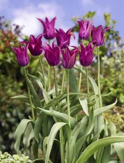 Burgundy Tulip Flower Seeds for Planting – Heirloom, Non-GMO, Cut Flower Favorite, High Germination