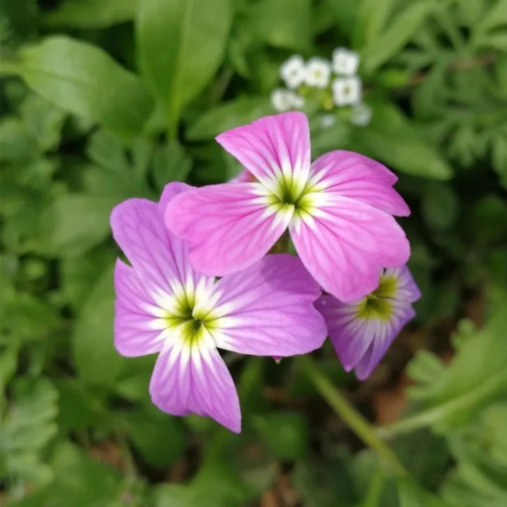 Malcolmia maritima (Virginia Stock) Flower Seeds for Planting – Heirloom, Non-GMO Fragrant Blooms for Cool-Season Gardens