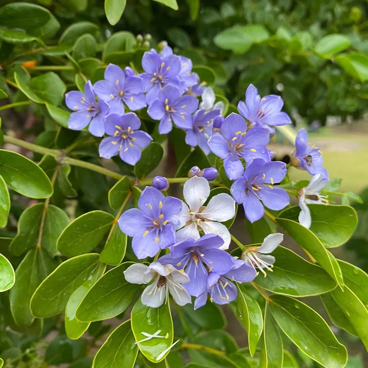 Blue Lignum Vitae Flower Seeds for Planting Wildflower Mix, Heirloom Non-GMO Organic Garden Seeds, High Germination