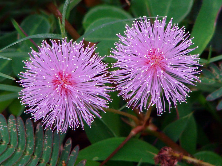 Mimosa Pudica Flower Seeds for Planting – Heirloom Non-GMO, High Germination Organic Garden Seeds