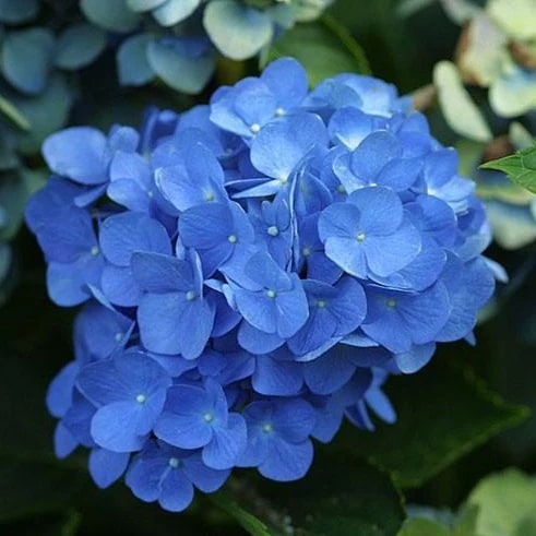 Deep Blue Hydrangea Flower Seeds for Planting – Heirloom Non-GMO, High Germination Organic Garden Seeds