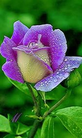 Green Purple Rose Flower Seeds for Planting Heirloom Non-GMO High Germination Blooms