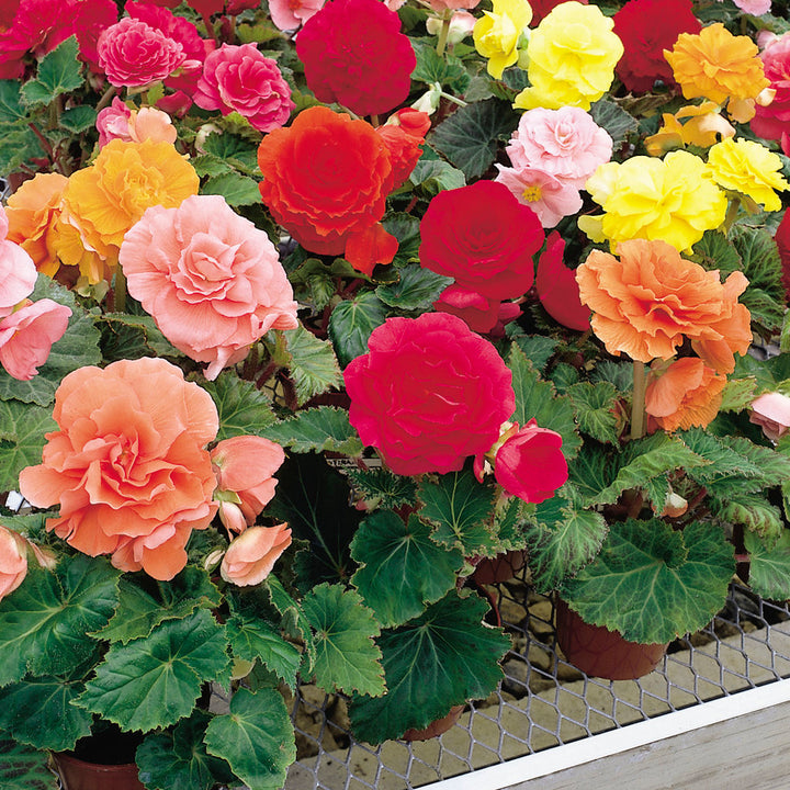 Tuberous Begonia Flower Seeds for Planting – Heirloom Non-GMO, High Germination Organic Garden Seeds