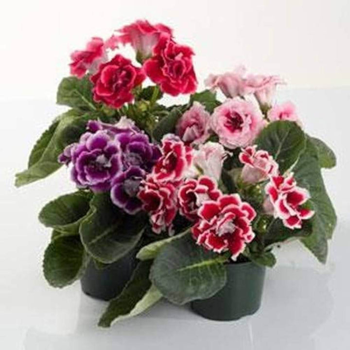 Mixed Colour Gloxinia Flower Seeds for Planting – Heirloom, Non-GMO, High Germination Organic Garden Seeds
