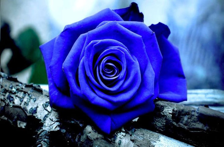 Deep Blue Rose Flower Seeds for Planting – Heirloom, Non-GMO, Vibrant Colors, High Germination