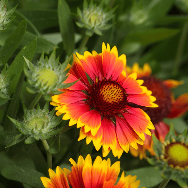 Red Aristata Flower Seeds for Planting – Heirloom, Non-GMO, High Germination Organic Garden Seeds