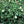 Aegle Marmelos Seeds – Heirloom Non‑GMO Medicinal Fruit Tree Garden Seeds for Planting