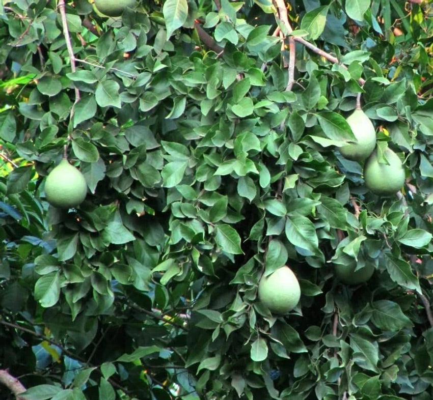 Aegle Marmelos Seeds – Heirloom Non‑GMO Medicinal Fruit Tree Garden Seeds for Planting