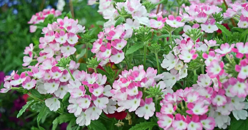 Flower Seeds, Seeds,Seeds For Planting,Plant Seeds