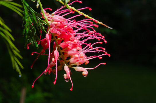 Burgundy Grevillea Robusta Flower Seeds – Heirloom, Non-GMO, High Germination Organic Garden Seeds for Planting