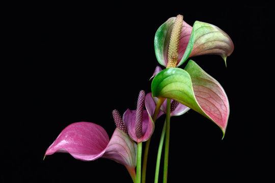 Anthurium Multi-Color Flower Seeds for Planting – Heirloom Non-GMO, High Germination Organic Garden Seeds