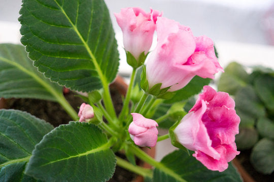 Pink Brazilian Gloxinia Flower Seeds for Planting – Heirloom, Non-GMO, High Germination Organic Garden Seeds