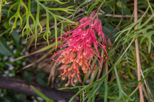 Burgundy Grevillea Robusta Flower Seeds – Heirloom, Non-GMO, High Germination Organic Garden Seeds for Planting