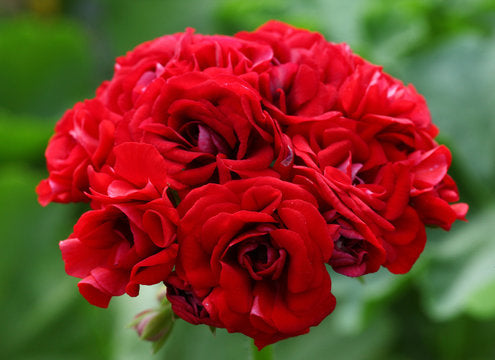 Geranium Rose Shape Geranium Apple Blossom Red Seeds – Heirloom Non-GMO – Earthechoseeds