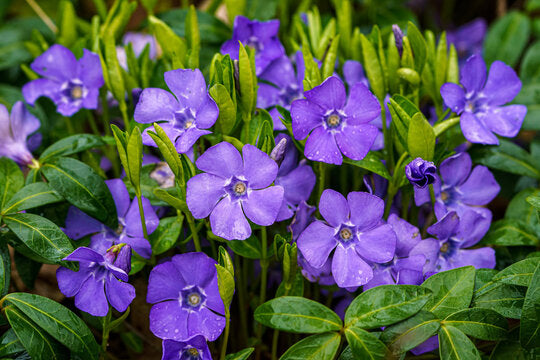 Periwinkle Vinca Dark Purple Flower Seeds for Planting – Heirloom Non-GMO, High Germination Organic Garden Seeds