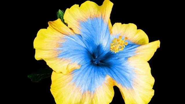 Yellow Blue Hibiscus Flower Seeds for Planting – Heirloom, Non-GMO, Drought Tolerant, High Germination