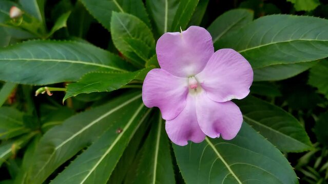 Balsamine Flower Seeds for Planting – Heirloom Non-GMO, High Germination Organic Garden Seeds