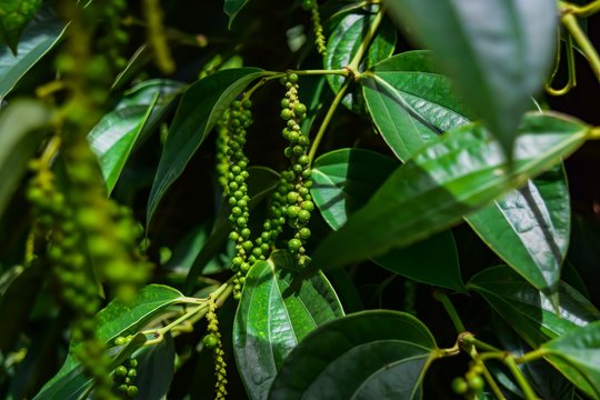 Pepper Tree Seeds for Planting – Heirloom & Non-GMO Seeds for Aromatic Spice Gardens