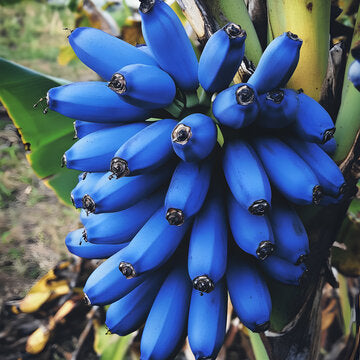 Fruit Seeds,Garden seeds, Seeds For Planting,Plant Seeds