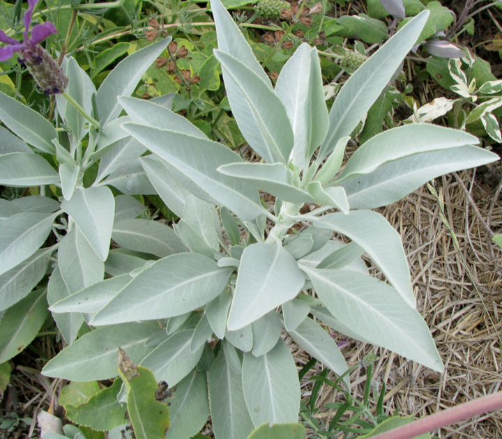 White California Sage Herb Seeds – Heirloom, Non-GMO Chef Recommended Seeds for Garden Planting