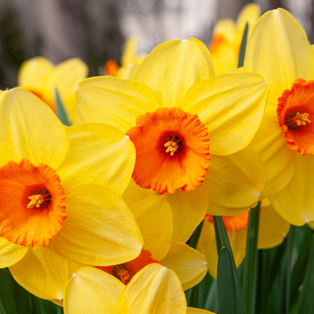 Yellow Orange Daffodil Flower Seeds for Planting – Heirloom, Non-GMO, Cut Flower Favorite, High Germination