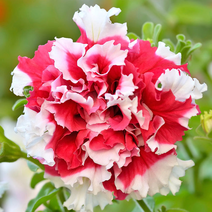 Red White Double Petunia Flower Seeds for Planting – Heirloom, Non-GMO, High Germination Organic Garden Seeds