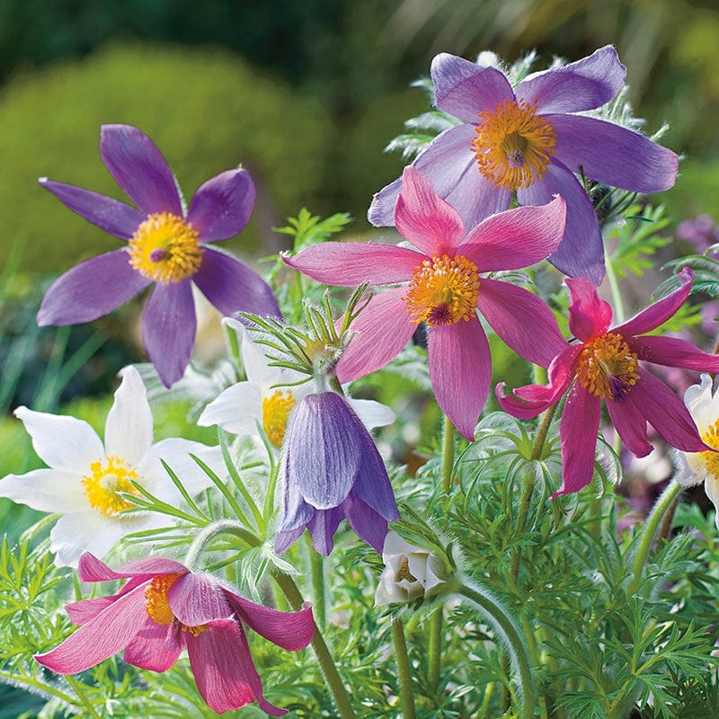 Mixed Anemone Pulsatilla Flower Seeds for Planting – Heirloom, Non-GMO, Bright Blooms, High Germination