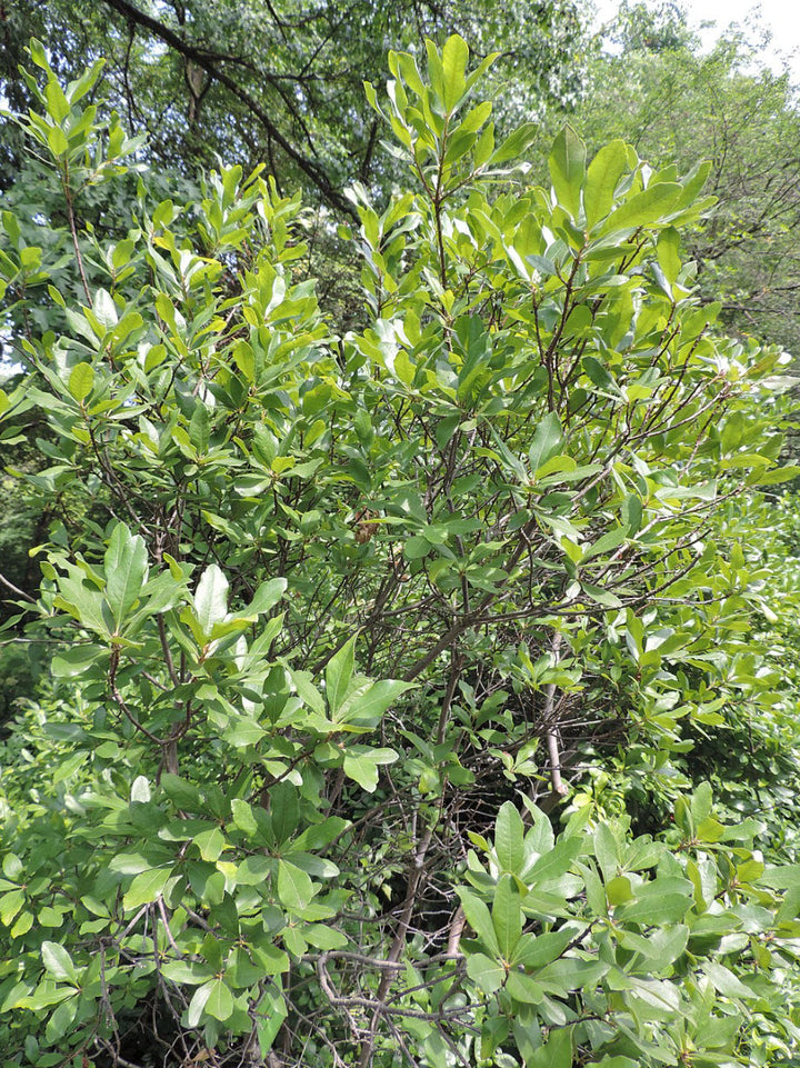 Green Myrica Pensylvanica Flower Seeds for Planting – Heirloom, Non-GMO, High Germination