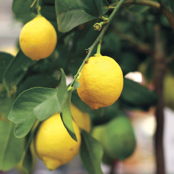 Eureka Lemon Citrus Fruit Seeds – Heirloom, Non-GMO Seeds for High-Yield Homegrown Tree Planting