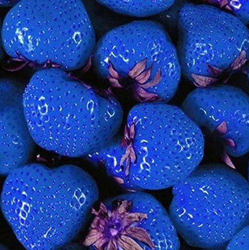 SkyBlue Strawberry Fruit Seeds for Planting – Heirloom, Non-GMO Vibrant Sweet Garden Berry Seeds