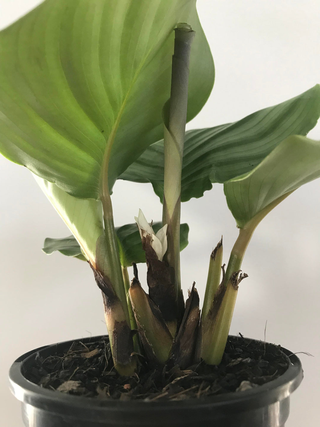 Calathea Orbifolia Flower Seeds for Planting – Heirloom, Non-GMO, High Germination Organic Garden Seeds
