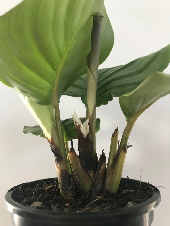 Calathea Orbifolia Flower Seeds for Planting – Heirloom, Non-GMO, High Germination Organic Garden Seeds