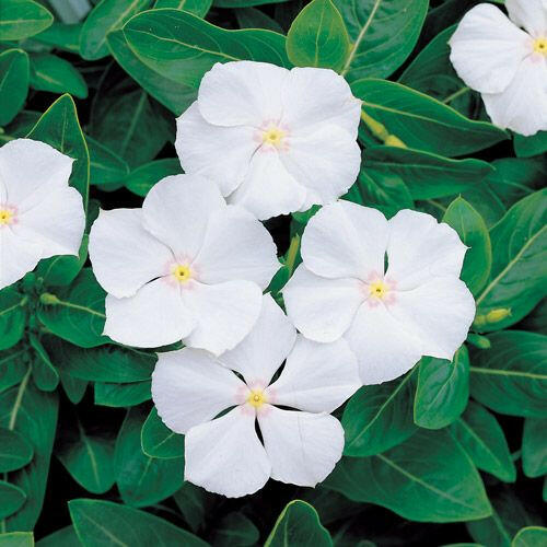 Periwinkle Vinca White Flower Seeds for Planting – Heirloom, Non-GMO, High Germination Organic Garden Seeds