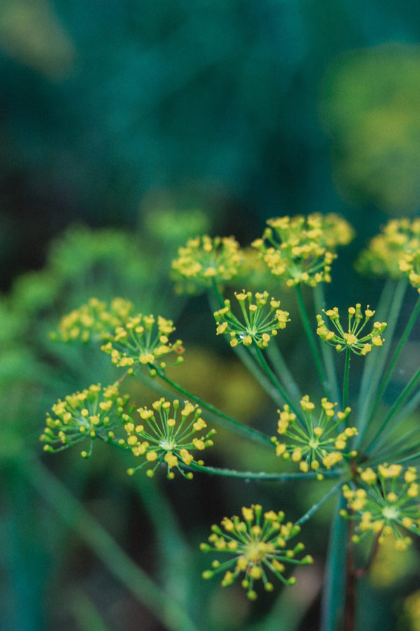 Yellow Mammoth Dill Herb Seeds for Planting – Heirloom, Non-GMO, Organic Garden Seeds with High Germination