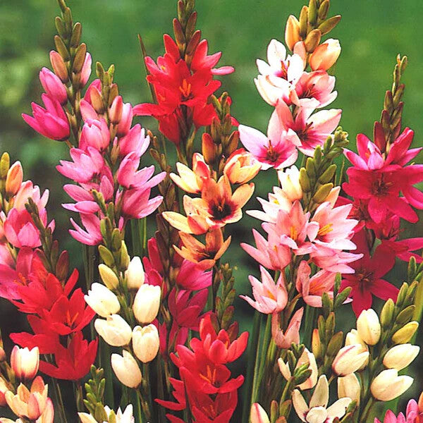 Ixia Flower Seeds for Planting – Pollinator Friendly Heirloom Non-GMO, High Germination Organic Garden Seeds