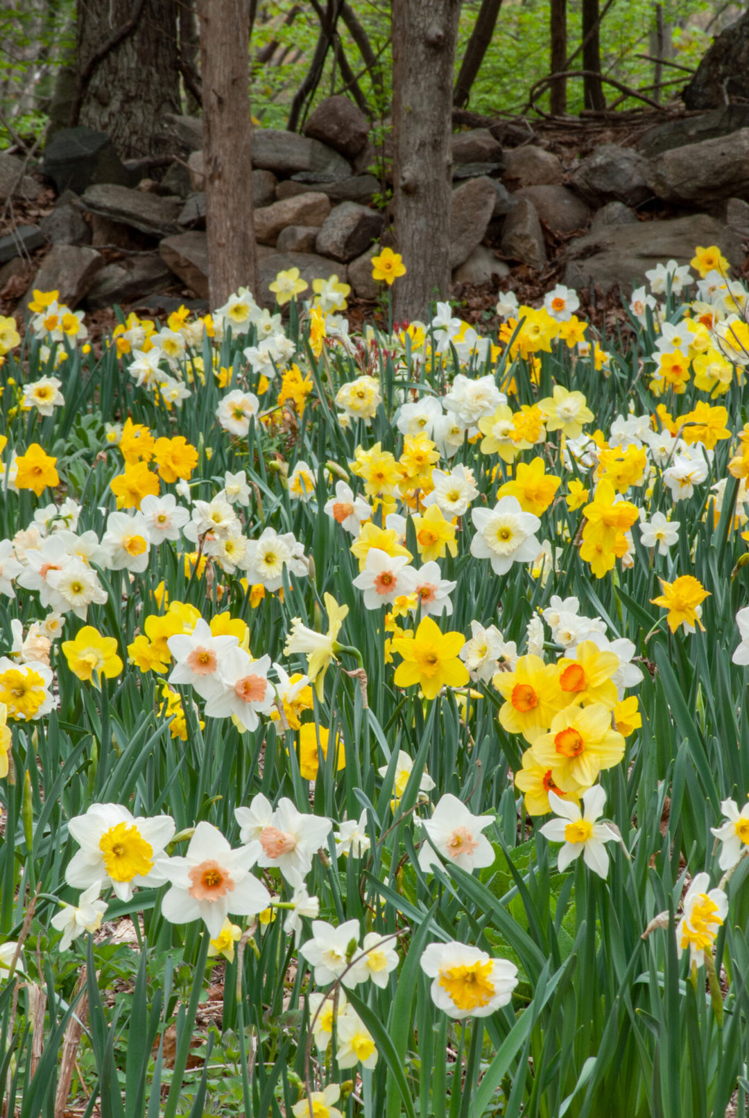 Mixed Double Petals Narcissus Flower Seeds for Planting – Heirloom, Non-GMO, High Germination Seeds